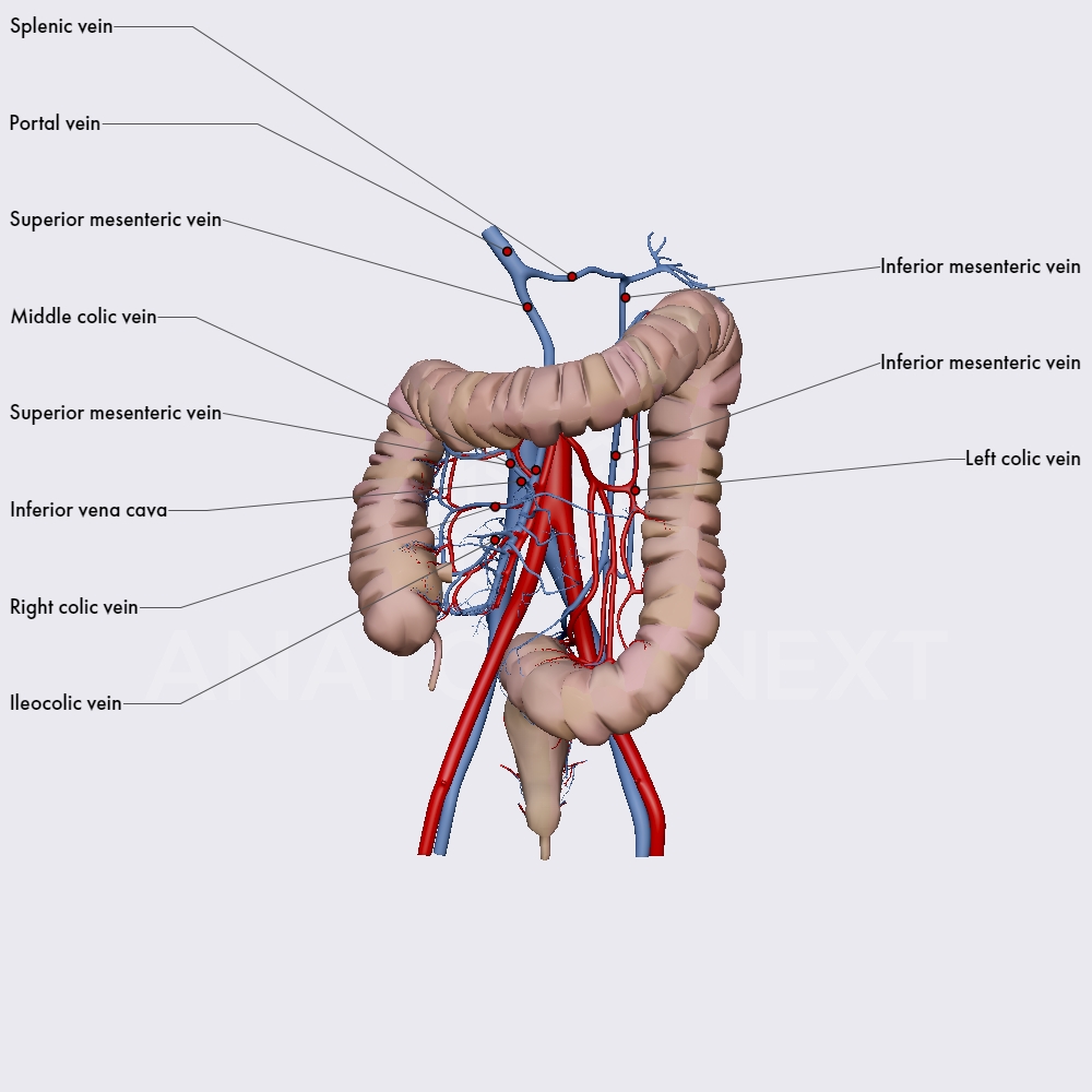Venous drainage of intestines
